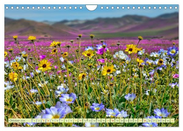 Produktbild: Blumenwiesen &ndash; ein bl&uuml;tenzauberhaftes Jahr (Wandkalender 2026 DIN A4 quer), CALVENDO Monatskalender