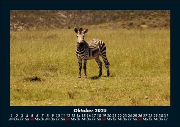 Produktbild: Zebrazauber 2025 Fotokalender DIN A5