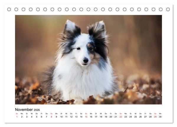 Produktbild: Herzensshelties - Shetland Sheepdogs (Tischkalender 2026 DIN A5 quer), CALVENDO Monatskalender