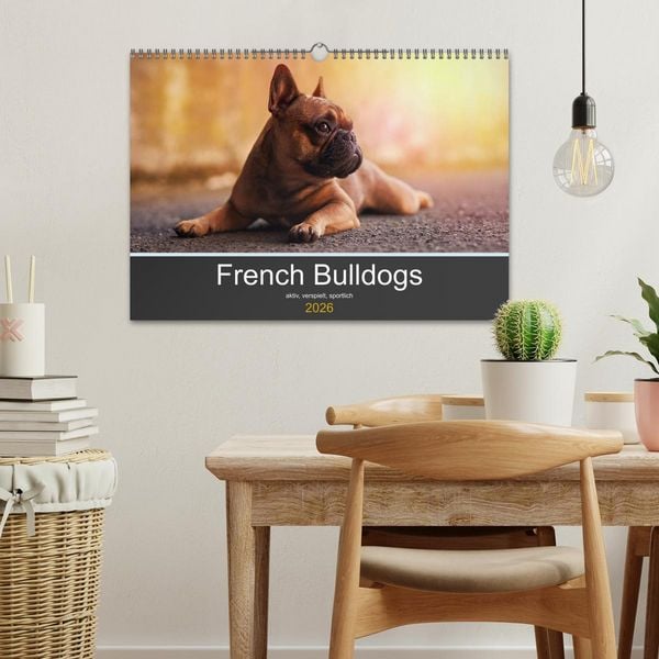 Produktbild: French Bulldog aktiv, verspielt, sportlich (Wandkalender 2026 DIN A3 quer), CALVENDO Monatskalender
