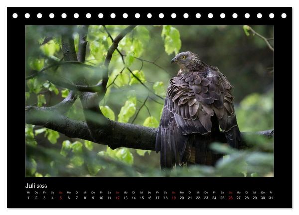 Produktbild: Wolf, Luchs und Co. - Tierbilder aus dem Bayerischen Wald (Tischkalender 2026 DIN A5 quer), CALVENDO Monatskalender