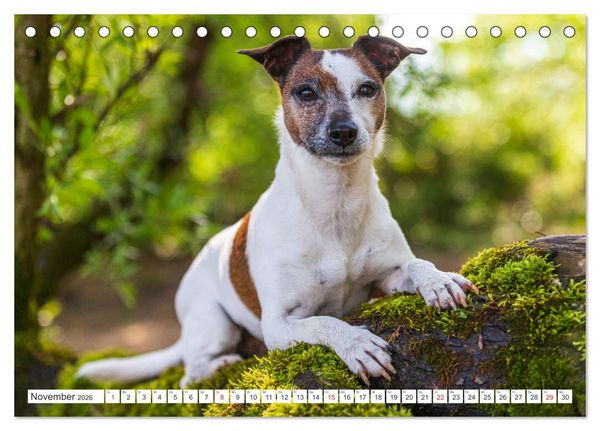 Produktbild: Jack Russell - Klein, aber oho! (Tischkalender 2026 DIN A5 quer), CALVENDO Monatskalender