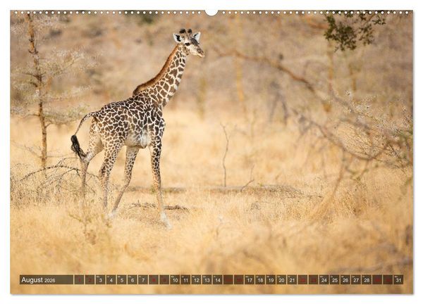 Produktbild: Safari in Tansania (Wandkalender 2026 DIN A2 quer), CALVENDO Monatskalender