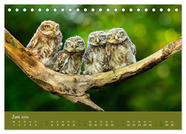 Produktbild: Steink&auml;uze (Athene noctua) (Tischkalender 2026 DIN A5 quer), CALVENDO Monatskalender