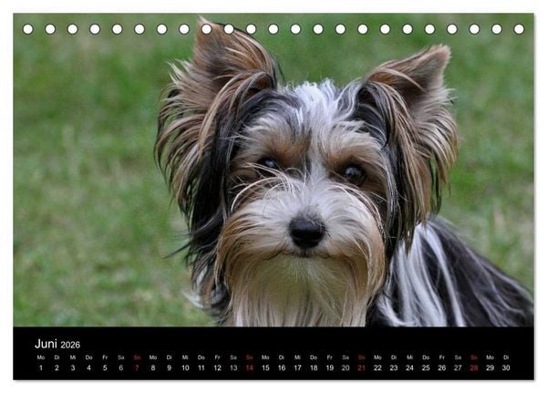 Produktbild: Mit dem Yorki durch das Jahr 2026 (Tischkalender 2026 DIN A5 quer), CALVENDO Monatskalender