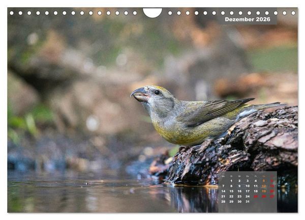 Produktbild: SINGV&Ouml;GEL - Die pr&auml;chtigen S&auml;nger in sch&ouml;nem Ambiente (Wandkalender 2026 DIN A4 quer), CALVENDO Monatskalender