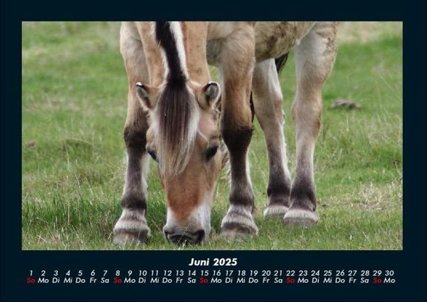 Produktbild: Welt der Pferde 2025 Fotokalender DIN A4