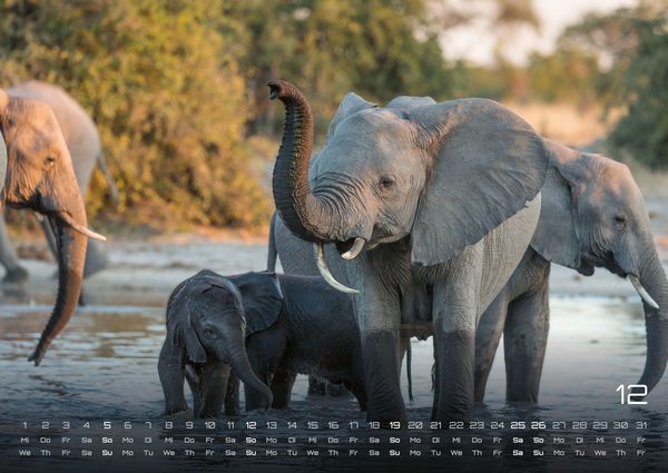 Produktbild: Elefanten - einzigartige Giganten - 2027 - Kalender DIN A2