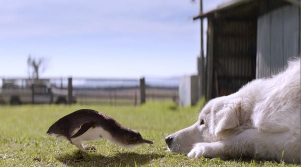Produktbild: Oddball - Retter der Pinguine