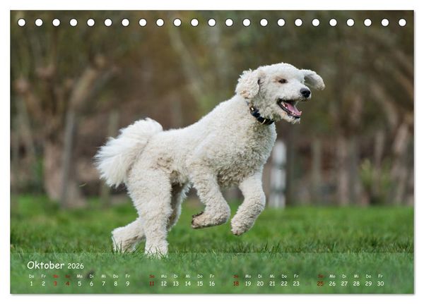 Produktbild: Fr&ouml;hliche Hunde (Tischkalender 2026 DIN A5 quer), CALVENDO Monatskalender