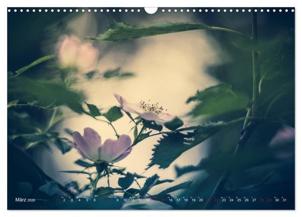 Produktbild: Die Welt der Alten Rosen (Wandkalender 2026 DIN A3 quer), CALVENDO Monatskalender