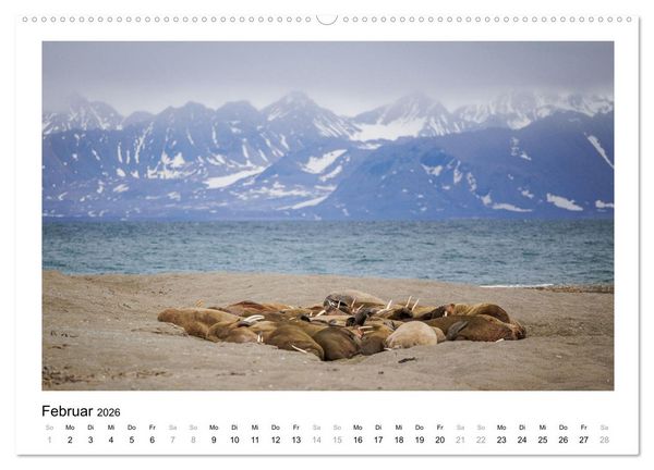 Produktbild: Fauna arctica (Wandkalender 2026 DIN A2 quer), CALVENDO Monatskalender