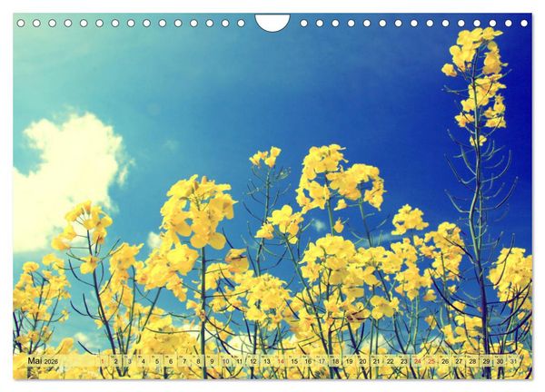 Produktbild: Focus Natur (Wandkalender 2026 DIN A4 quer), CALVENDO Monatskalender