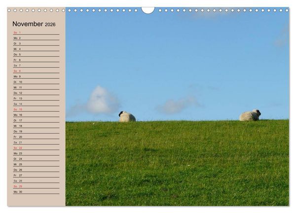 Produktbild: Schafe z&auml;hlen leicht gemacht! (Wandkalender 2026 DIN A3 quer), CALVENDO Monatskalender