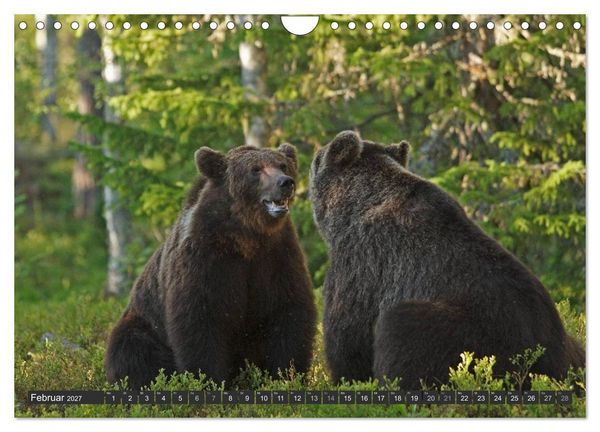 Produktbild: Magie des Augenblicks - B&auml;ren in nordischen W&auml;ldern (Wandkalender 2027 DIN A4 quer), CALVENDO Monatskalender