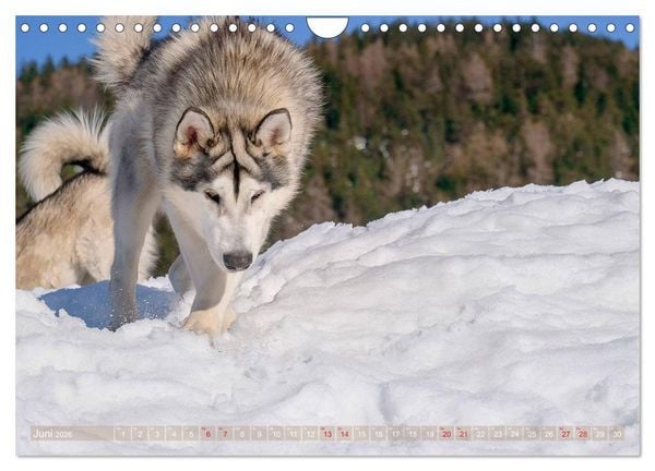 Produktbild: Alaskan Malamute in seinem Element (Wandkalender 2026 DIN A4 quer), CALVENDO Monatskalender