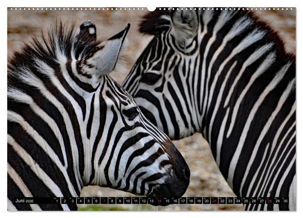 Produktbild: Afrika - Welt der Tiere (hochwertiger Premium Wandkalender 2026 DIN A2 quer), Kunstdruck in Hochglanz