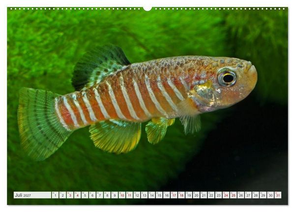 Produktbild: Outdoor-Aquaristik (Wandkalender 2027 DIN A2 quer), CALVENDO Monatskalender