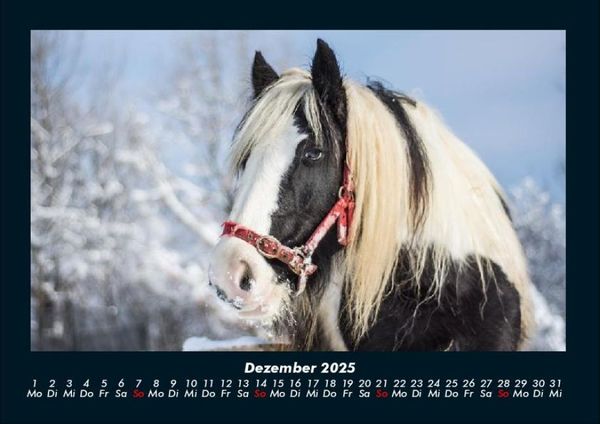 Produktbild: Welt der Pferde 2025 Fotokalender DIN A4