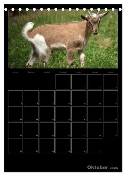 Produktbild: Zwergziegen (Tischkalender 2026 DIN A5 hoch), CALVENDO Monatskalender
