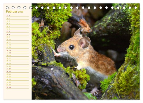 Produktbild: Gr&uuml;sse von der Maus! (Tischkalender 2026 DIN A5 quer), CALVENDO Monatskalender