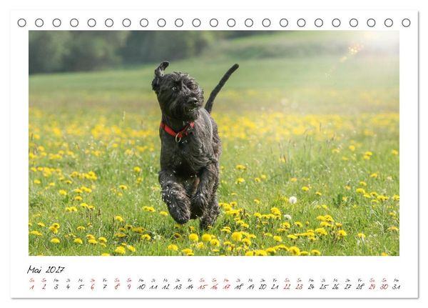 Produktbild: Riesenschnauzer - Herz auf vier Pfoten (Tischkalender 2027 DIN A5 quer), CALVENDO Monatskalender