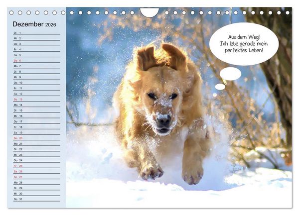 Produktbild: Hurra! Wir gehen Gassi! Abenteuer mit dem Hund! (Wandkalender 2026 DIN A4 quer), CALVENDO Monatskalender
