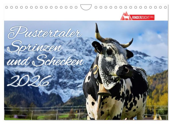 Produktbild: Pustertaler Sprinzen und Schecken 2026 (Wandkalender 2026 DIN A4 quer), CALVENDO Monatskalender