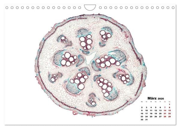 Produktbild: Pflanzen unter dem Mikroskop (Wandkalender 2026 DIN A4 quer), CALVENDO Monatskalender