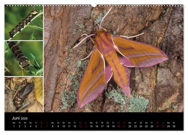 Produktbild: Schmetterlinge - Wunder der Verwandlung (hochwertiger Premium Wandkalender 2026 DIN A2 quer), Kunstdruck in Hochglanz