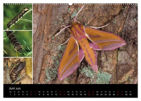 Produktbild: Schmetterlinge - Wunder der Verwandlung (Wandkalender 2026 DIN A2 quer), CALVENDO Monatskalender