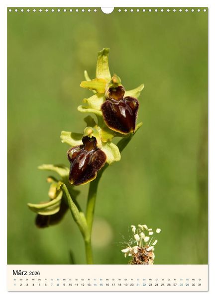 Produktbild: Einheimische Orchideen (Wandkalender 2026 DIN A3 hoch), CALVENDO Monatskalender