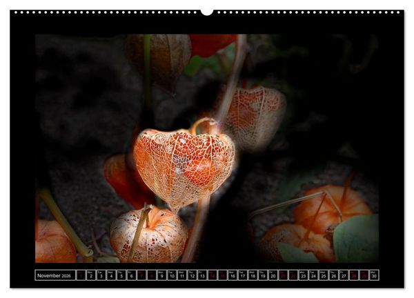 Produktbild: Mysterious plant portraits (High Quality Premium Wall Calendar 2026 DIN A2 landscape),CALVENDO 12 Month Wall Calendar