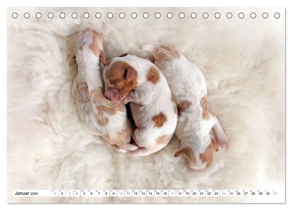 Produktbild: Irish Red and White Setter Welpen (Tischkalender 2026 DIN A5 quer), CALVENDO Monatskalender
