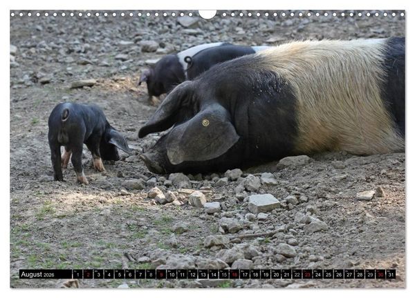 Produktbild: Der Schweinekalender (Wandkalender 2026 DIN A3 quer), CALVENDO Monatskalender