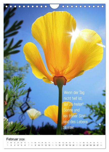 Produktbild: Licht Farbe Natur (Wandkalender 2026 DIN A4 hoch), CALVENDO Monatskalender