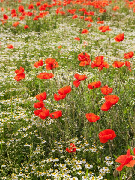 Produktbild: CALVENDO Puzzle Traumhafte Mohnblumen und Kamillebl&uuml;ten | 1000 Teile Lege-Gr&ouml;&szlig;e 64x48cm Foto-Puzzle f&uuml;r gl&uuml;ckliche Stunden