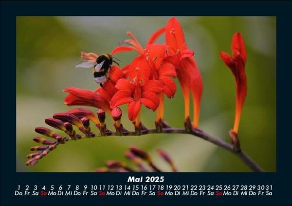 Produktbild: Bienen 2025 Fotokalender DIN A5