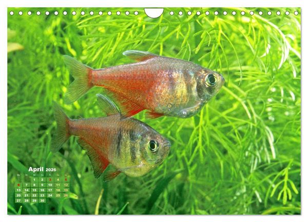 Produktbild: Glanz im Aquarium: S&uuml;&szlig;wasserfische (Wandkalender 2026 DIN A4 quer), CALVENDO Monatskalender