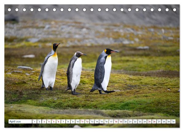 Produktbild: S&uuml;dgeorgien - Abgelegenes Naturparadies (Tischkalender 2026 DIN A5 quer), CALVENDO Monatskalender