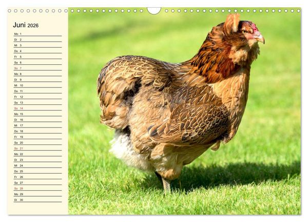 Produktbild: H&uuml;hner. Intelligent, sch&ouml;n und faszinierend (Wandkalender 2026 DIN A3 quer), CALVENDO Monatskalender
