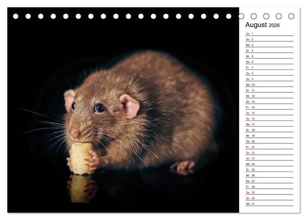 Produktbild: Ratten. Kleine Nager, gro&szlig;es Herz. (Tischkalender 2026 DIN A5 quer), CALVENDO Monatskalender