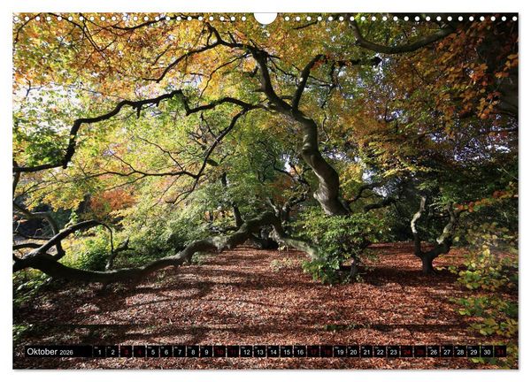 Produktbild: Die S&uuml;ntelbuchenallee (Wandkalender 2026 DIN A3 quer), CALVENDO Monatskalender