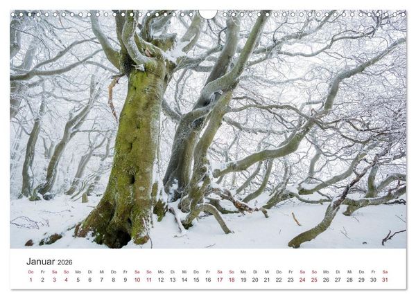 Produktbild: Im Deutschen Wald (Wandkalender 2026 DIN A3 quer), CALVENDO Monatskalender