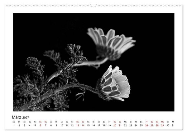 Produktbild: Die grafische Sch&ouml;nheit der Pflanzen &ndash; Schwarz-Wei&szlig; (hochwertiger Premium Wandkalender 2027 DIN A2 quer), Kunstdruck in Hochglanz