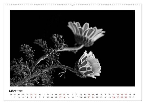 Produktbild: Die grafische Sch&ouml;nheit der Pflanzen &ndash; Schwarz-Wei&szlig; (Wandkalender 2027 DIN A2 quer), CALVENDO Monatskalender