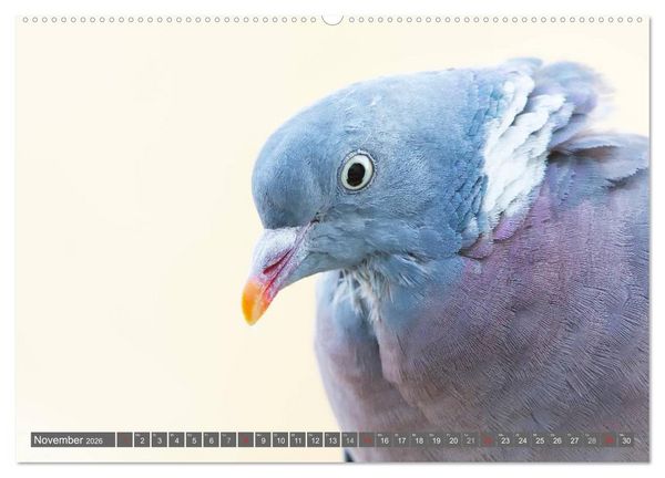 Produktbild: INNE BOTANIK - V&ouml;gel im Ruhrpott (hochwertiger Premium Wandkalender 2026 DIN A2 quer), Kunstdruck in Hochglanz