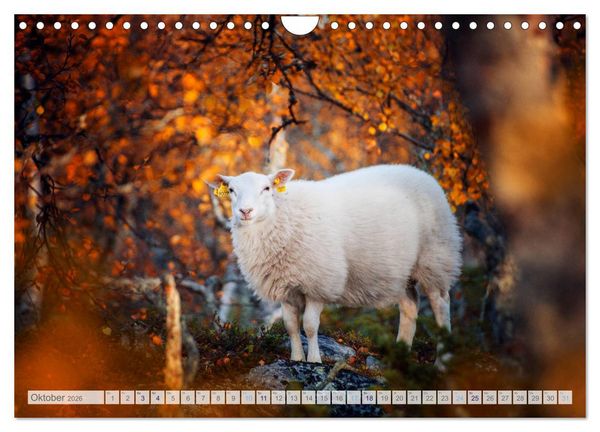 Produktbild: Schafe - Raues Wetter, weiche Wolle (Wandkalender 2026 DIN A4 quer), CALVENDO Monatskalender
