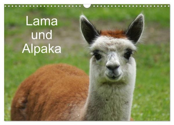 Produktbild: Lama und Alpaka (Wandkalender 2026 DIN A3 quer), CALVENDO Monatskalender