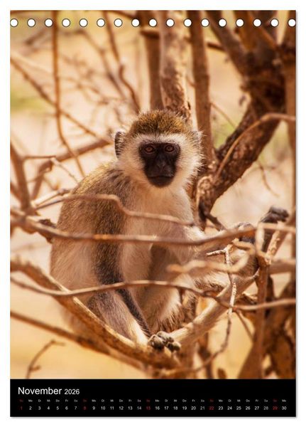Produktbild: Wildes Afrika (Tischkalender 2026 DIN A5 hoch), CALVENDO Monatskalender